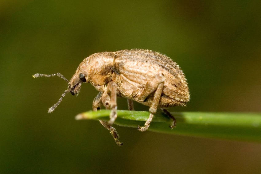 Weevil 2